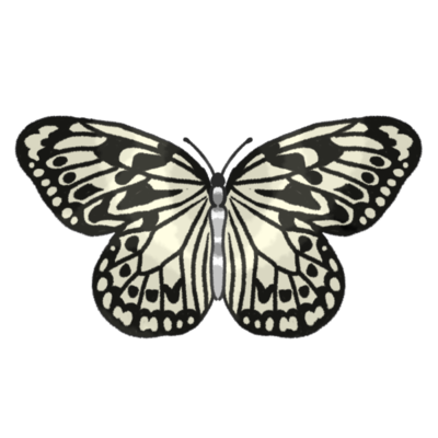 オオゴマダラ（蝶）