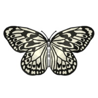 オオゴマダラ（蝶）