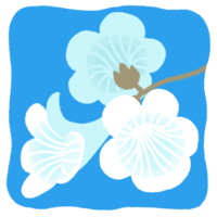 イッペーの花（白色・背景あり）